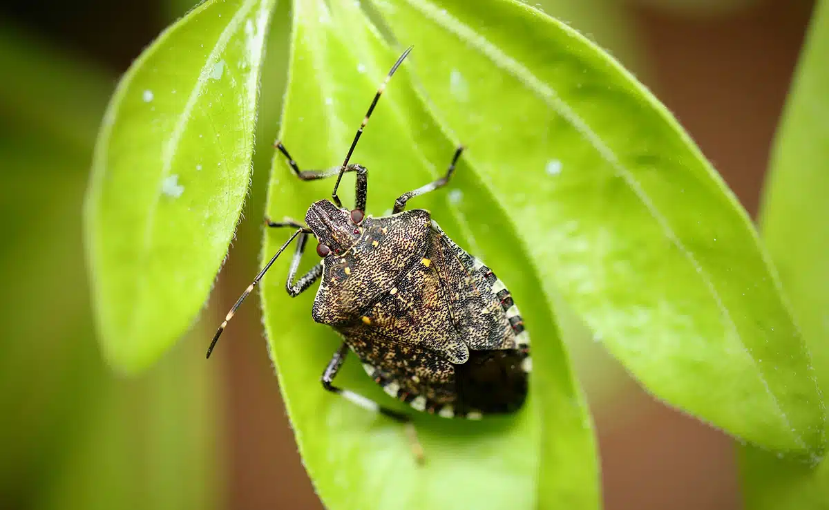 Punaise piqueuse en gros plan