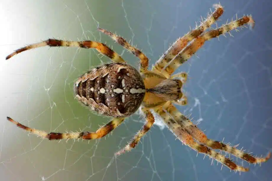 Durée de vie d'une araignée