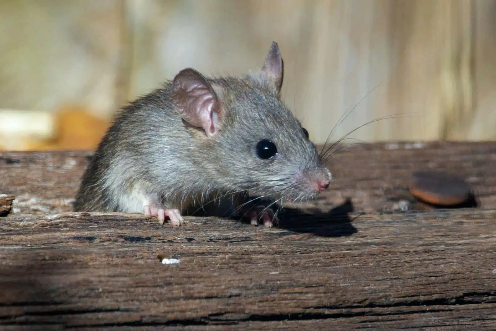 Solution contre souris et rats