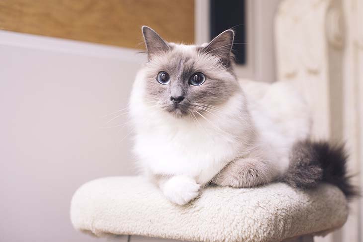 Chat ragdoll 