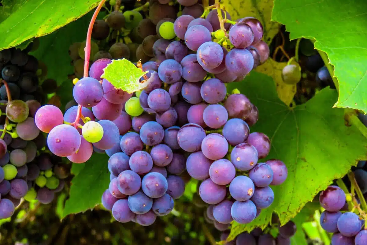 Raisins énergétiques