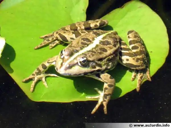 Grenouille verte symbole de transformation