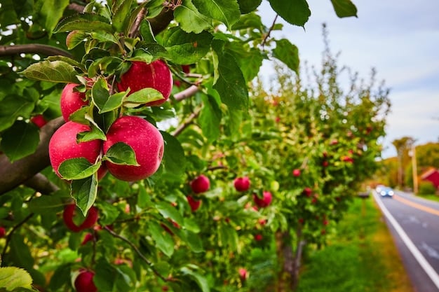 Pommiers en rangée