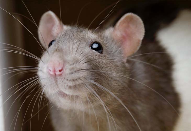 rat dans une maison