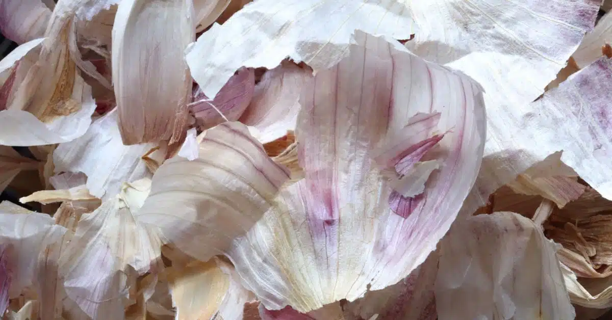 Épluchures d'ail dans une main, prêtes à être recyclées pour le jardin