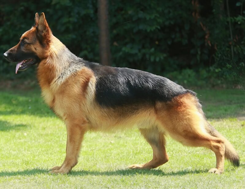 Consultation vétérinaire urgente