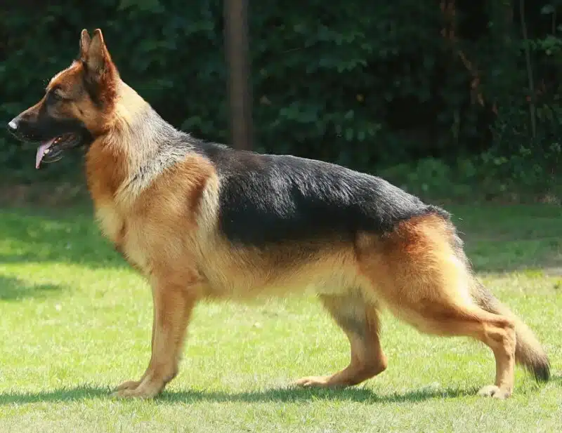 Consultation vétérinaire urgente