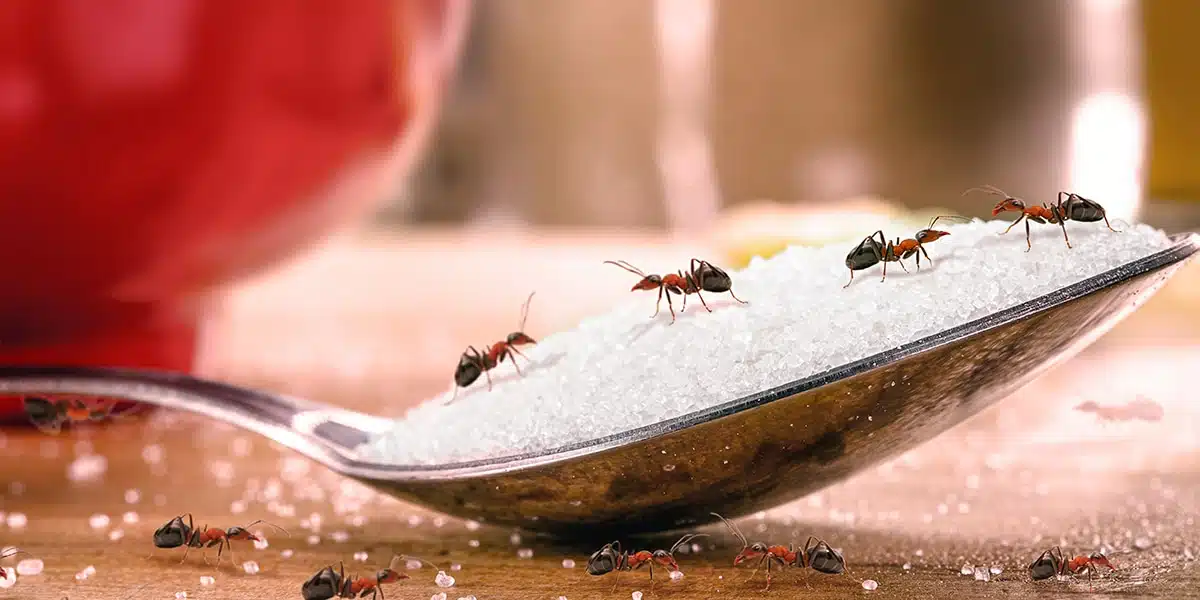 Piège à fourmis maison