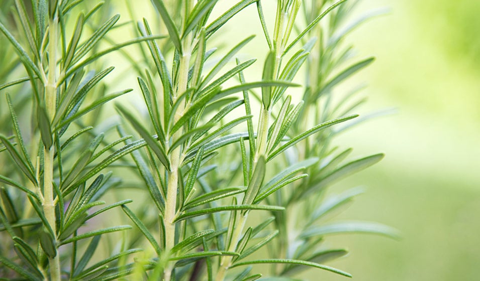 Branche de romarin frais, ingrédient clé de l'infusion