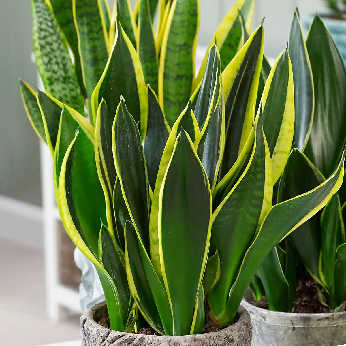 Sansevieria Golden Flame, plante d'intérieur vibrante aux qualités purificatrices