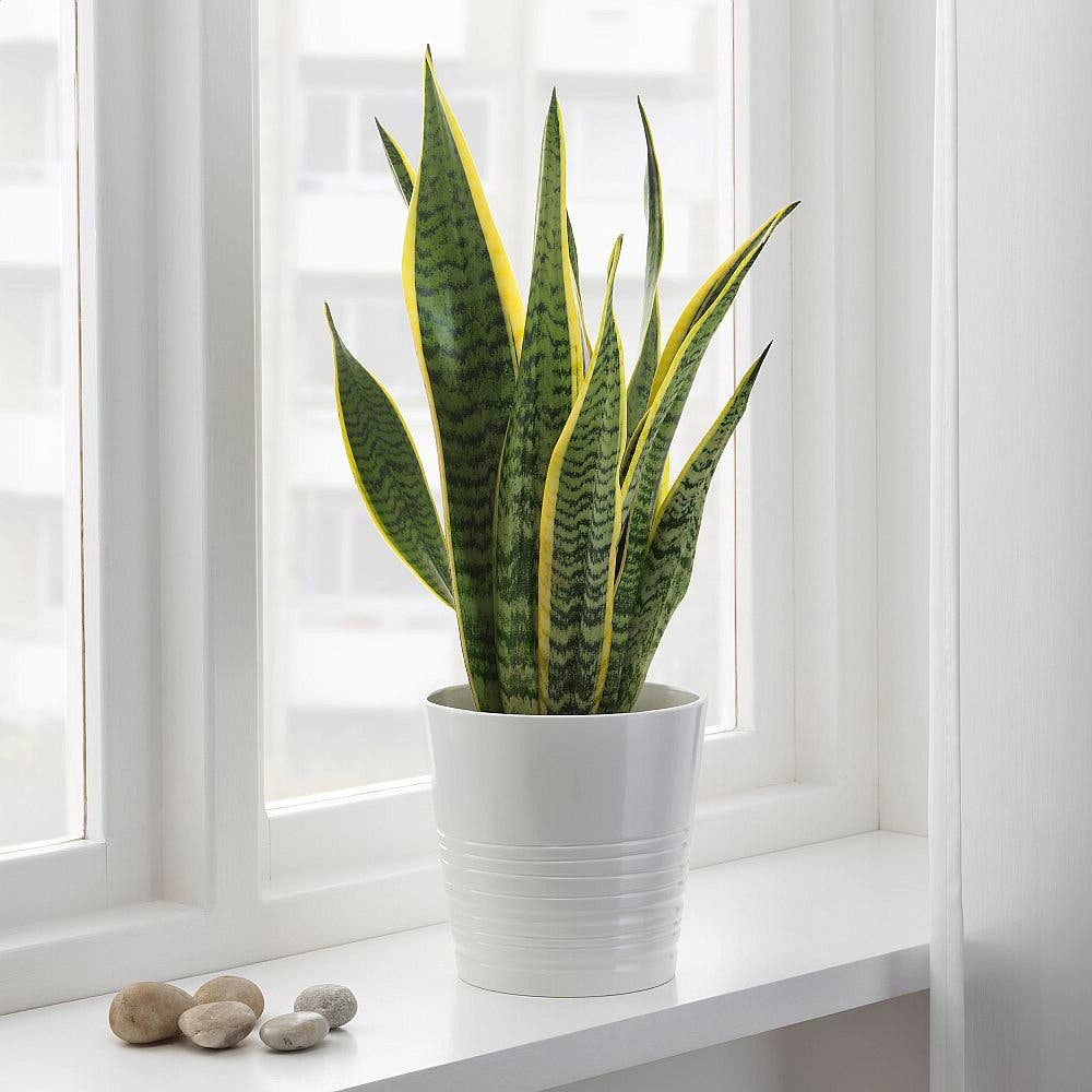 Purifier l'air ambiant 