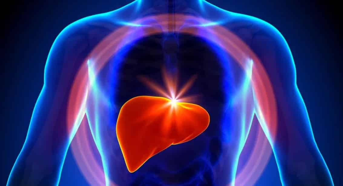 Représentation schématique d'un foie en bonne santé