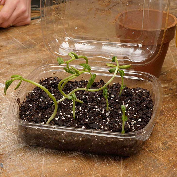 jardinage Boite d'emballage transformée en mini serre.