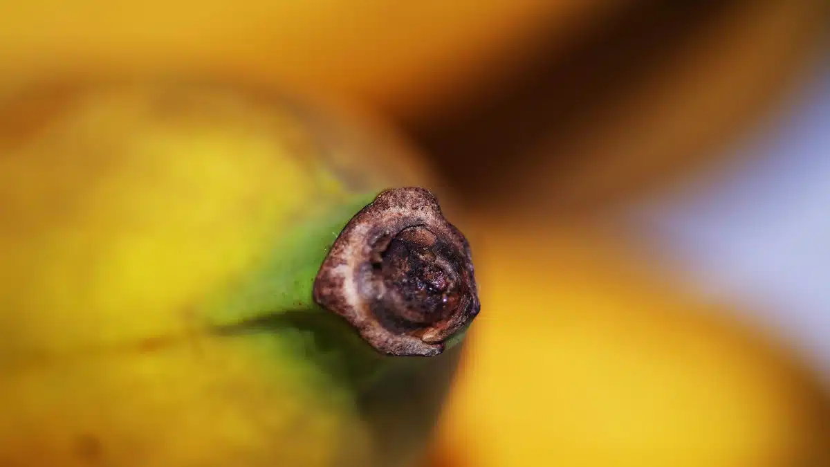 Tige de banane fraîche avec des bananes