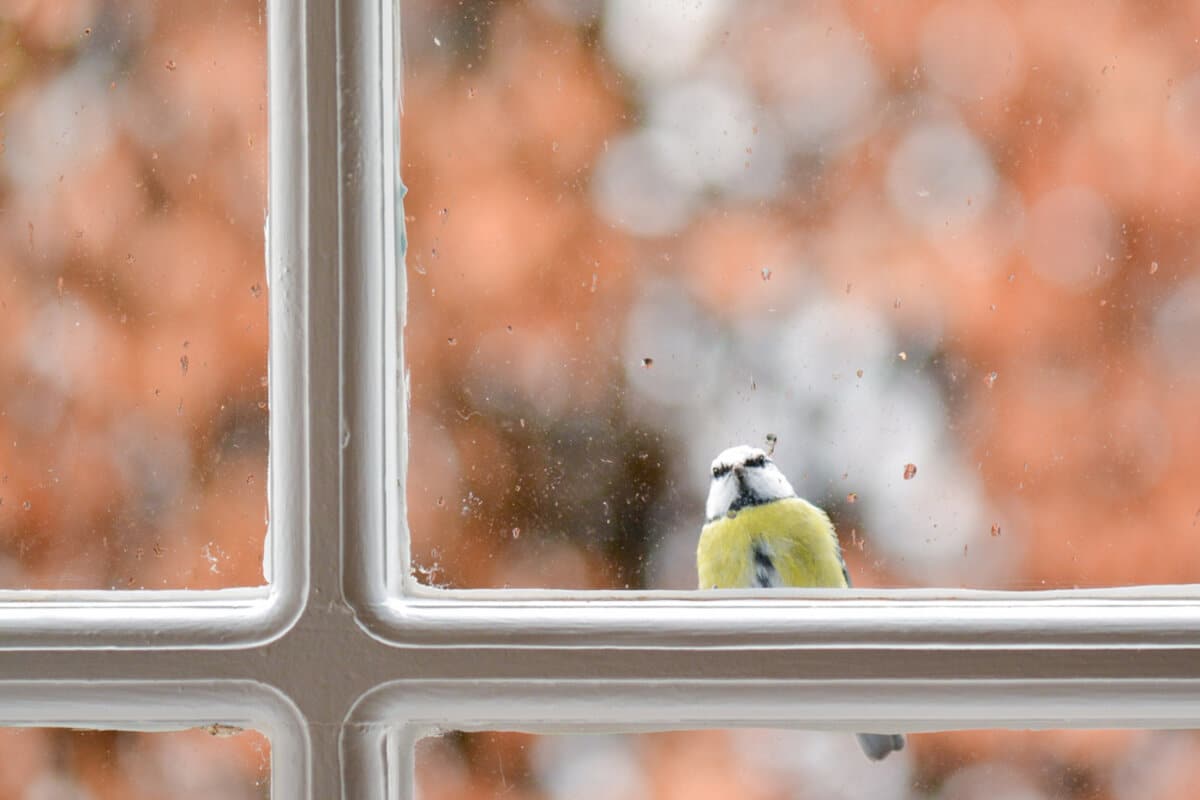 Personne observant un oiseau à la fenêtre avec sérénité