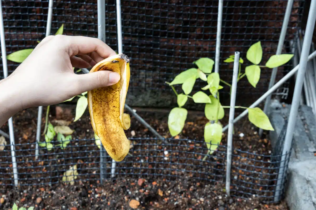Pelures de banane dans un bac à compost