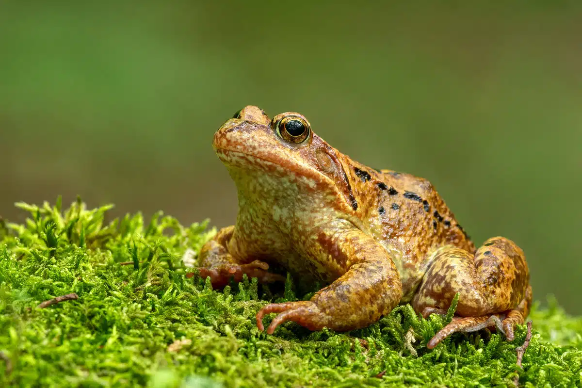 Grenouille comme symbole d'espoir