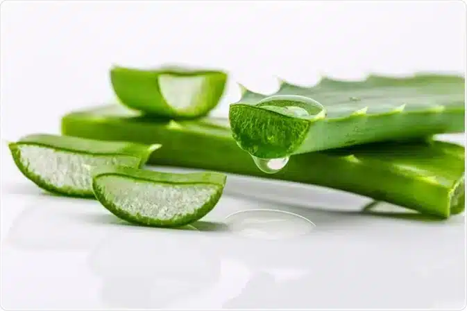 Feuilles d'aloe vera pour préparations médicinales