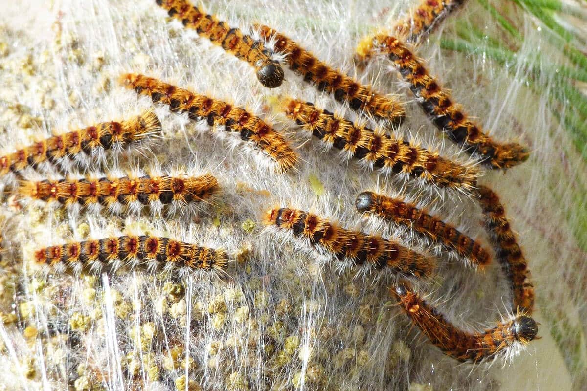 Chenilles processionnaires en groupe