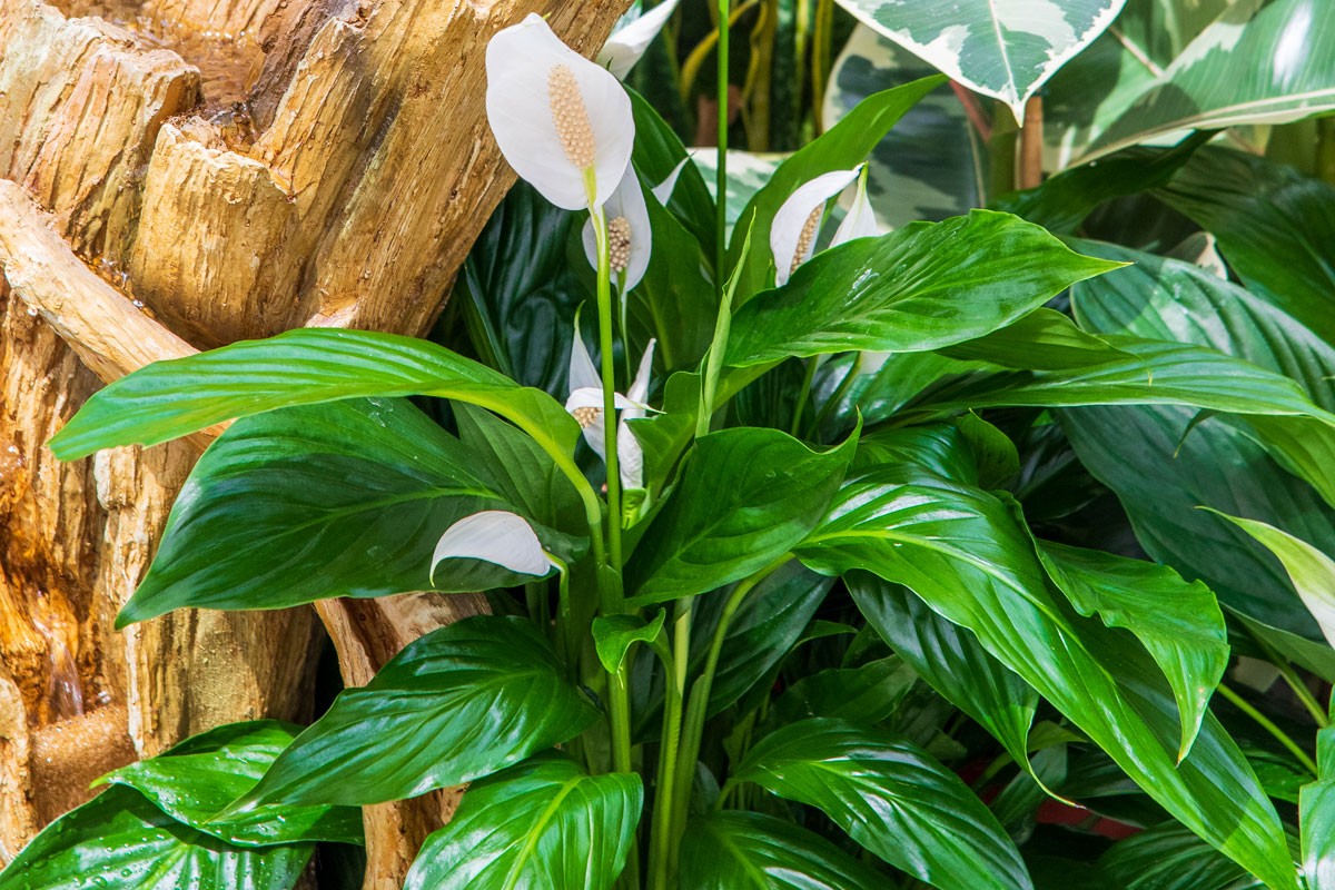 Un beau spathiphyllum en fleur dans un salon lumineux