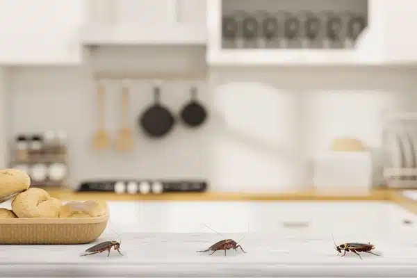 Cafards dans une cuisine