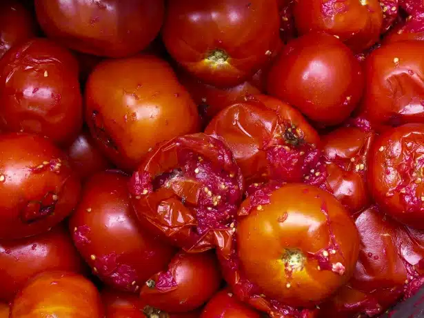 Tomates coupées en tranches prêtes à être plantées