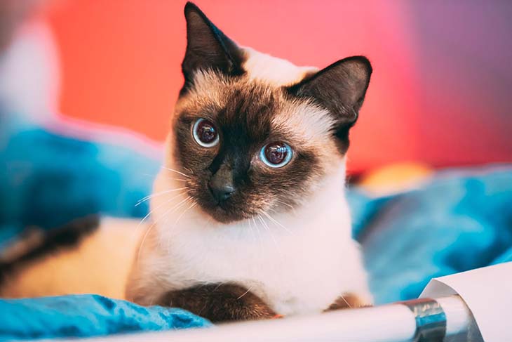 Chat tonkinois 