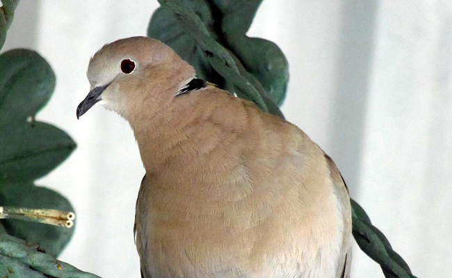 Tourterelle dans un jardin