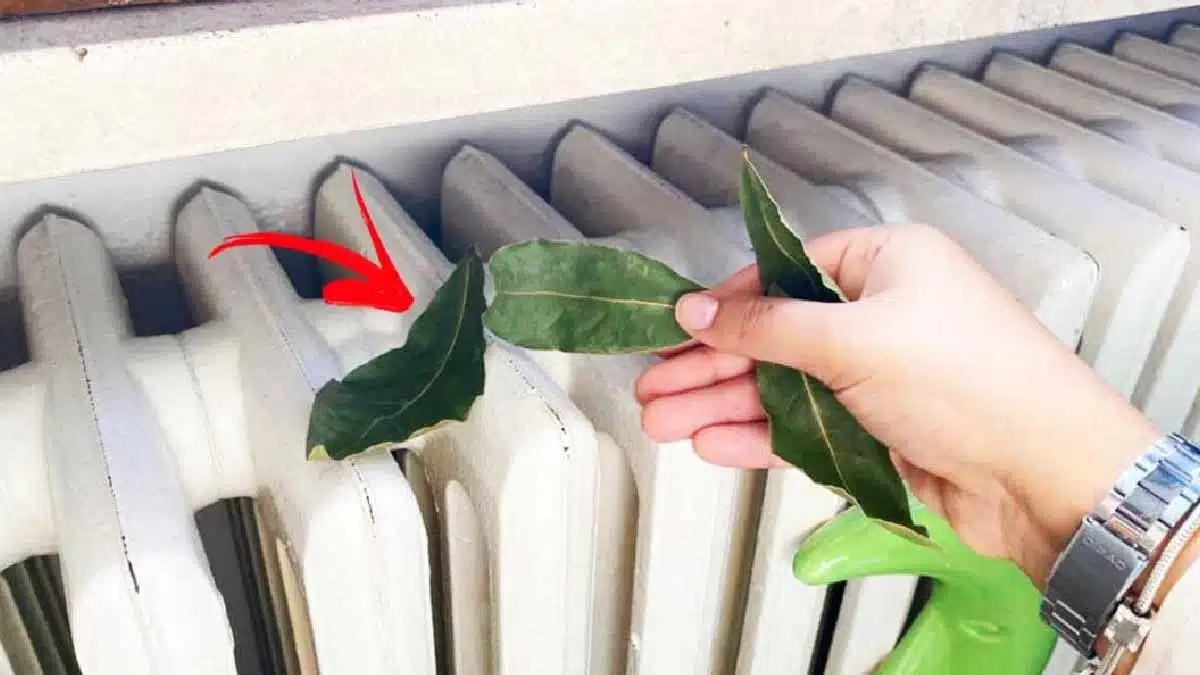 Radiateur avec des feuilles de laurier posées dessus, dans un intérieur cosy