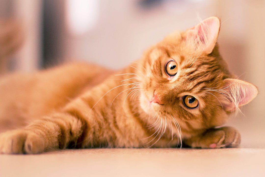 Chat roux jouant dans l'herbe
