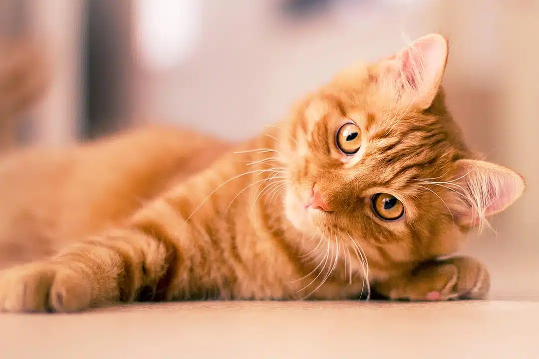 Chat roux jouant dans l'herbe