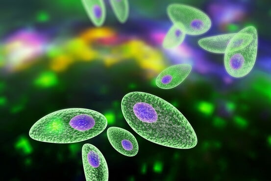 Microscope montrant le parasite Toxoplasma gondii