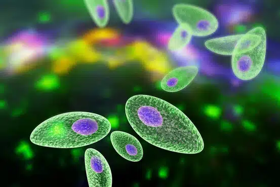 Microscope montrant le parasite Toxoplasma gondii