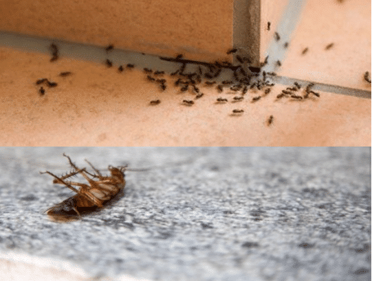 Illustration de cafards et fourmis