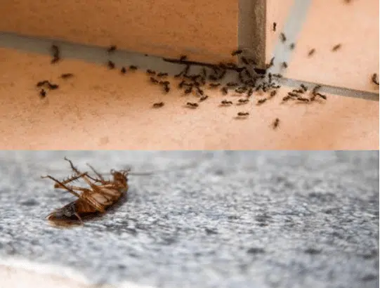 Illustration de cafards et fourmis