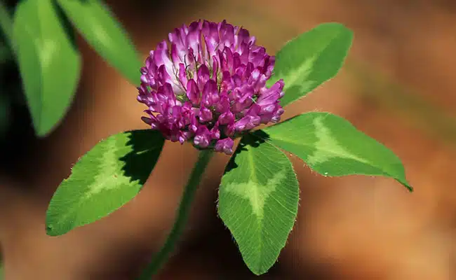 Fleurs de trèfle rouge