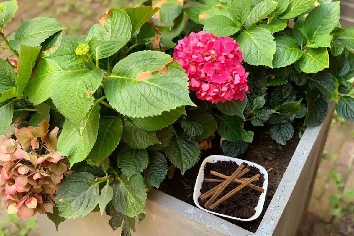 Utilisation de la cannelle au jardin