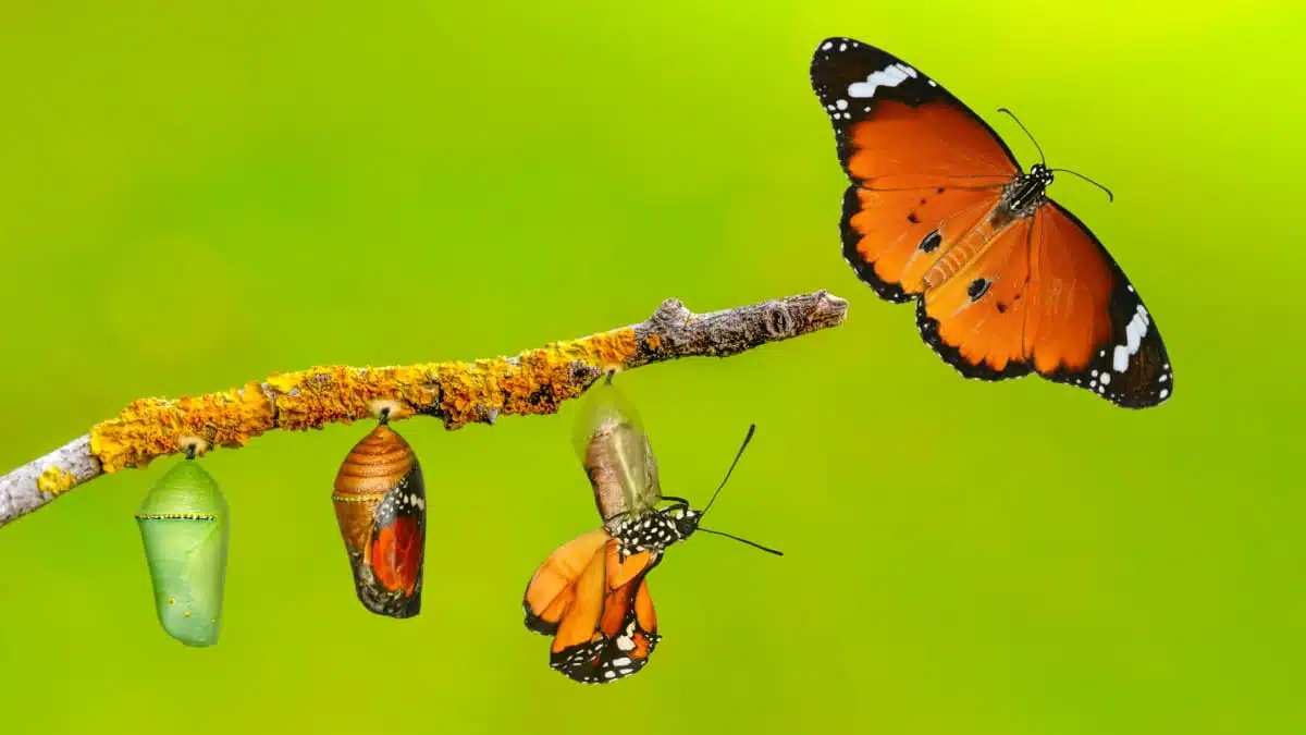 Papillon en pleine métamorphose