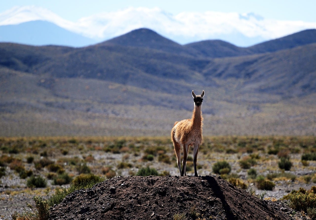 Paysage aride du désert d'Atacama au Chili avec une vigogne