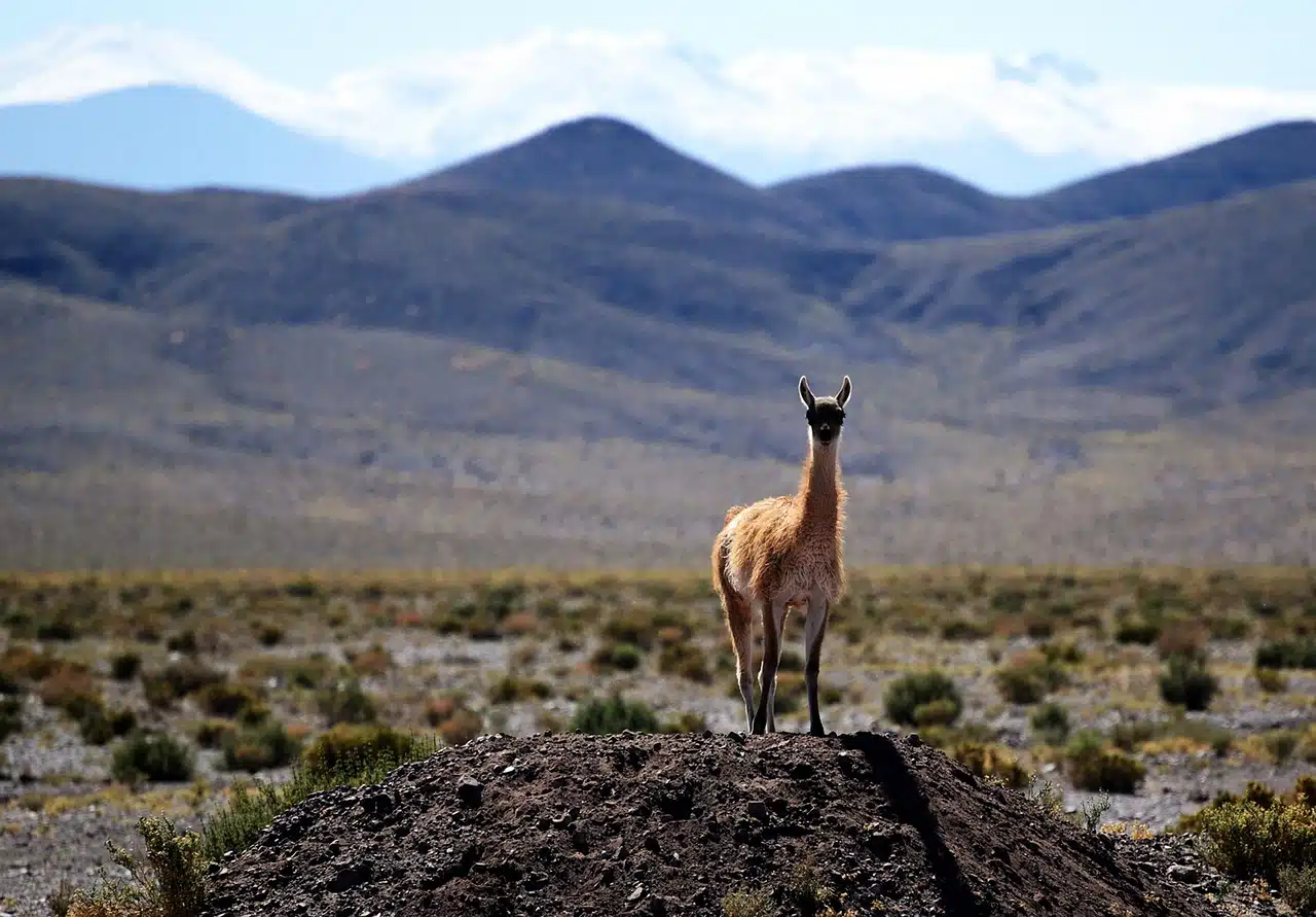 Paysage aride du désert d'Atacama au Chili avec une vigogne