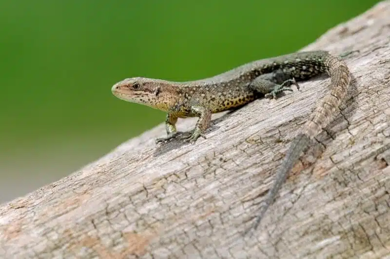 Lézard dans un environnement humide