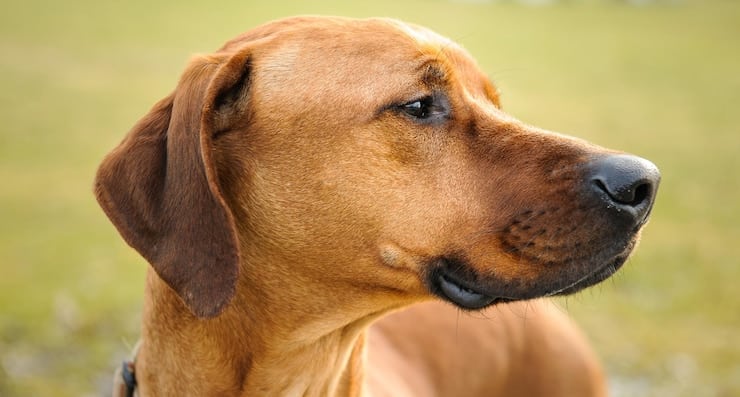 Chien montrant des signes d’inquiétude