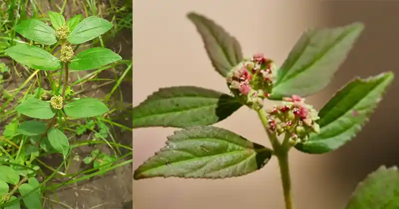 Euphorbia Hirta dans son environnement naturel