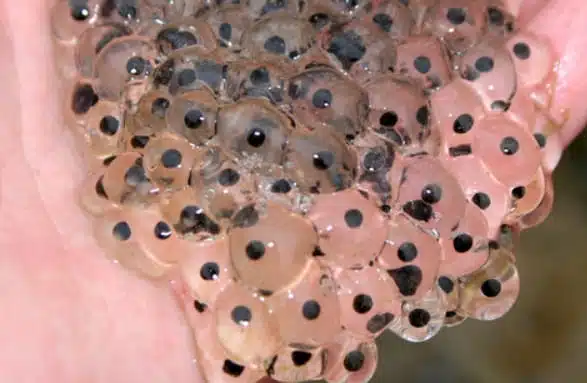 Œufs mystérieux dans un champ