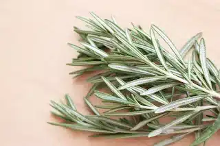Romarin dans un pot