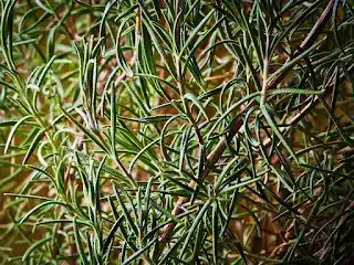 Bain de pieds aux herbes